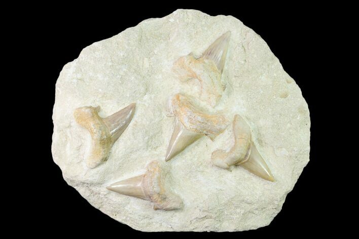 Fossil Mackeral Shark (Otodus) Teeth - Composite Plate #138518